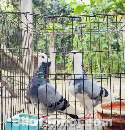 রানিং রাজগোল্লা বিক্রি করা হবে